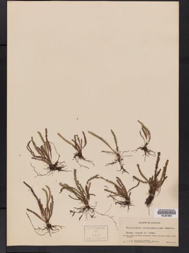 Polypodium