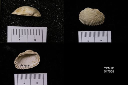 Scapharca transversa