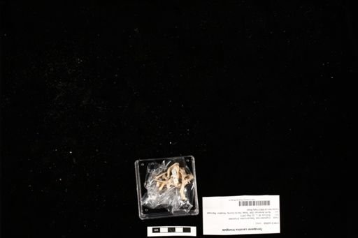 Terrapene carolina triunguis