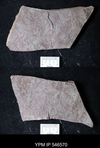 lithologic sample