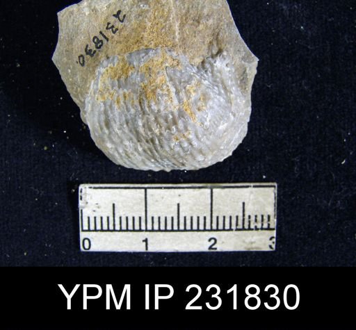 Juresania nebrascensis