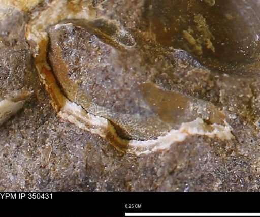 Parallelodontidae?