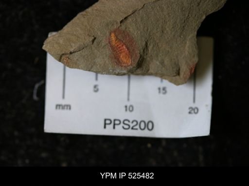 undet. Synziphosurina