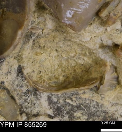 Mollusca?