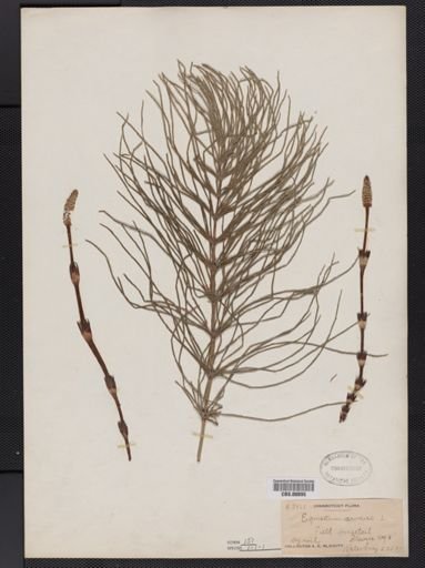 Equisetum arvense