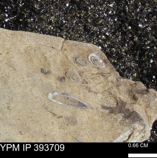 undet. Serpulidae