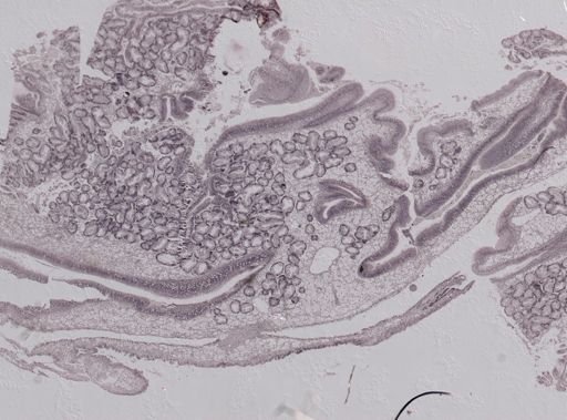 Crassostrea virginica