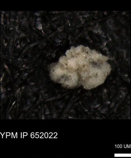 undet. Foraminiferida