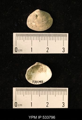 Macoma groenlandica