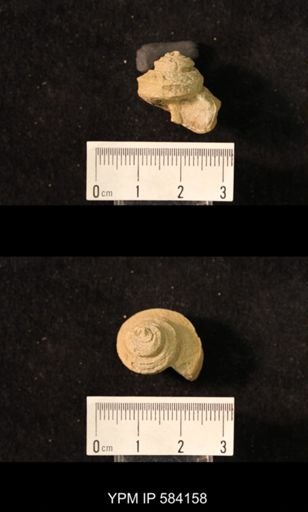 Worthenia tabulata