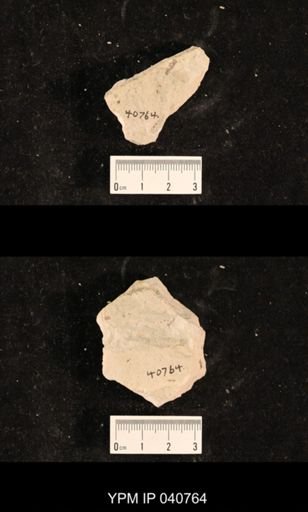 Ephemeroptera