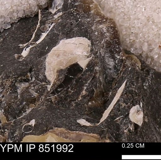 undet. Bivalvia