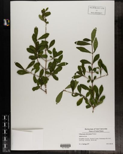 Plantae
