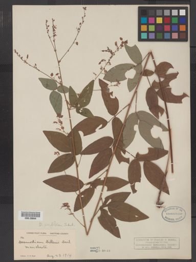 Desmodium perplexum