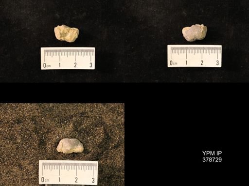 Marginifera wabashensis