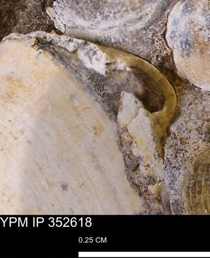 Limopsis striatopunctatus