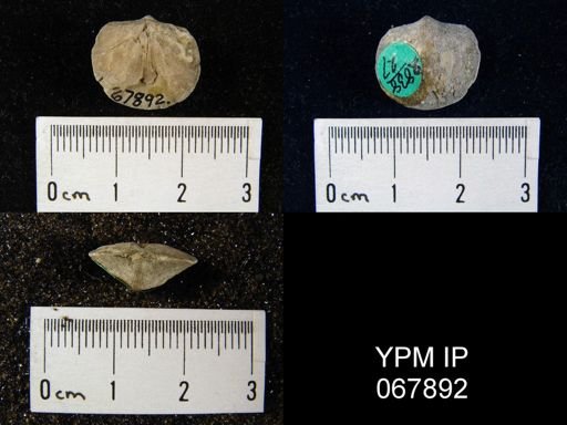 Dalmanella subcarinata