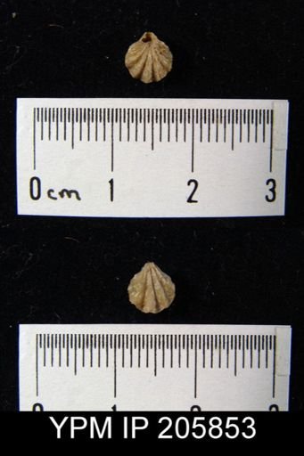 Hustedia sp.