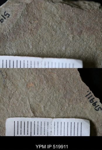 undet. Bryozoa