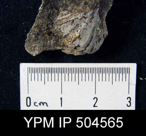 Spirifer sp.