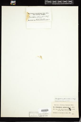 Cladophora glomerata