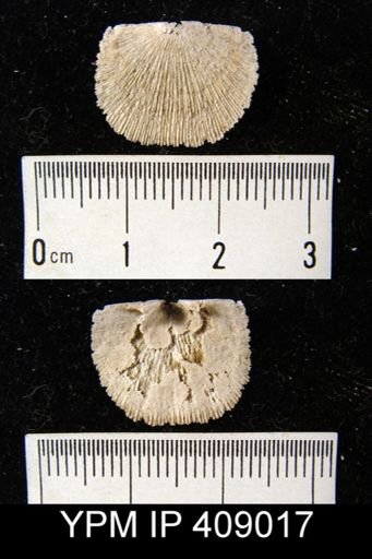 Multicostella sp.