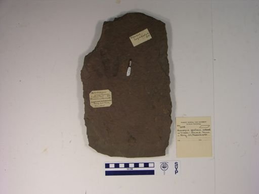 Anomoepus gracillimus