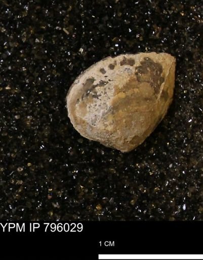 Spisula elliptica