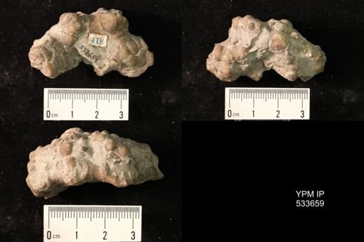 Agaricocrinus sp.