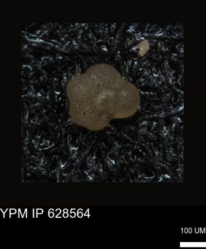 undet. Foraminiferida