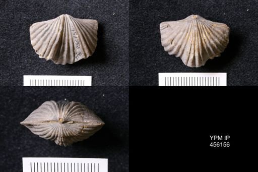 Platystrophia sp.