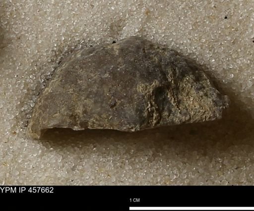 Helaspis sp.