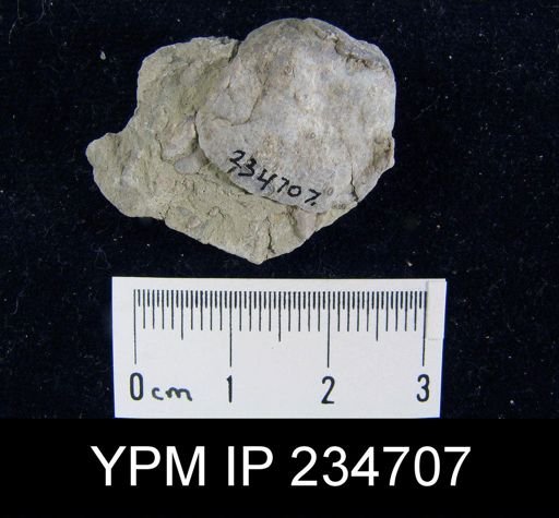 Marginifera splendens