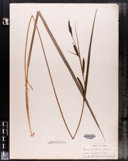 Carex acutiformis