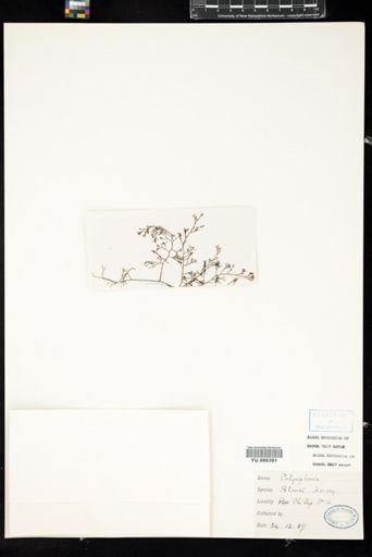 Polysiphonia blandii