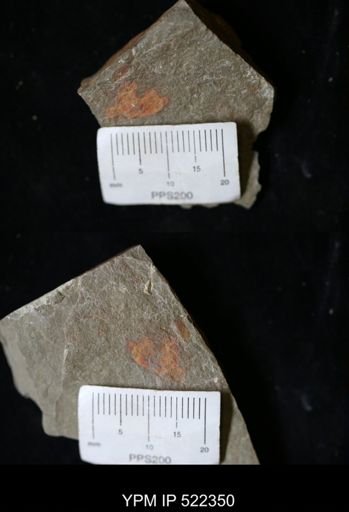 Echinodermata?
