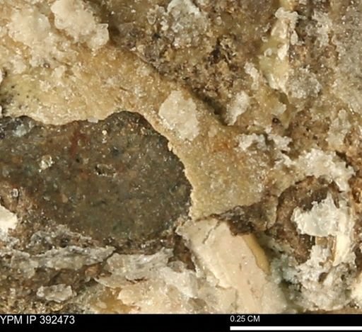 Protocardia subquadrata