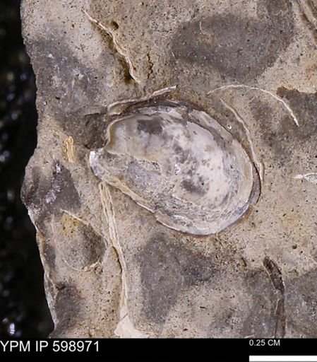 Mollusca
