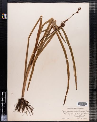 Sparganium americanum