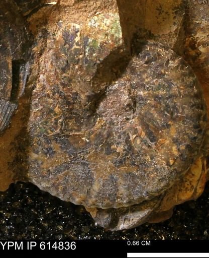 undet. Ammonoidea