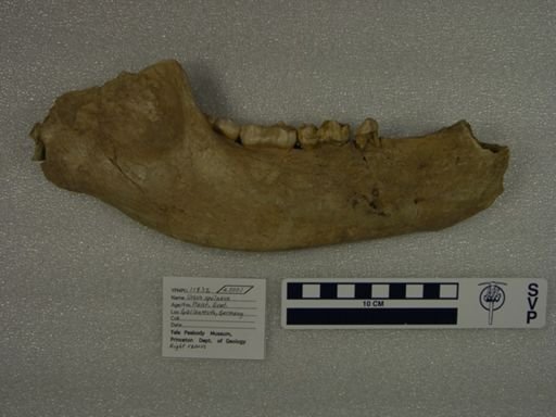 Ursus spelaeus