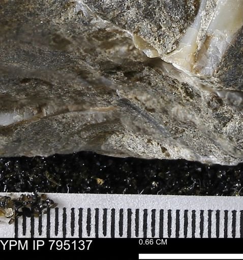 undet. Bivalvia