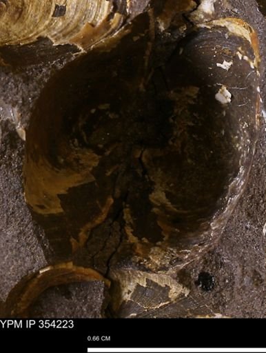 undet. Bivalvia