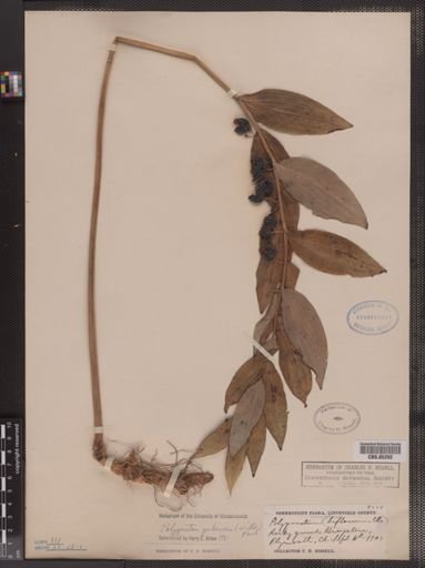 Polygonatum pubescens