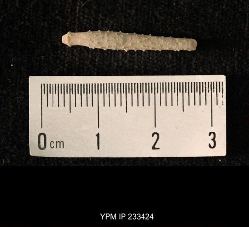 Archaeocidaris sp.