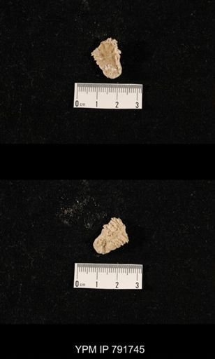 undet. Brachiopoda; fragments of bryozoans and