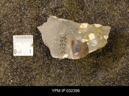 undet. Scaphitidae
