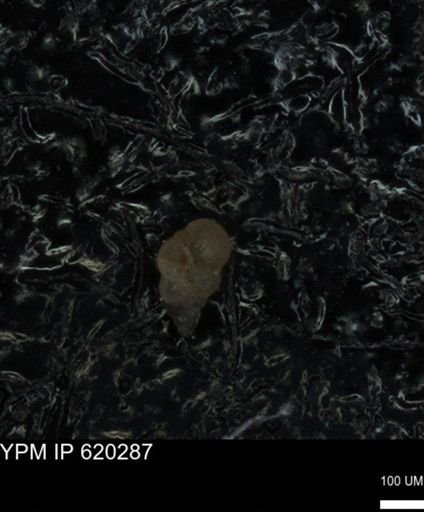 undet. Heterohelicidae