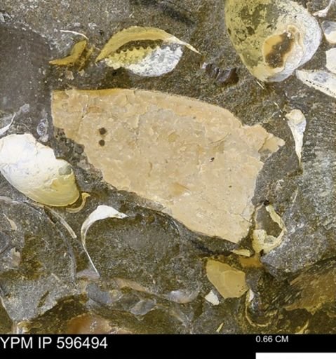undet. Mollusca