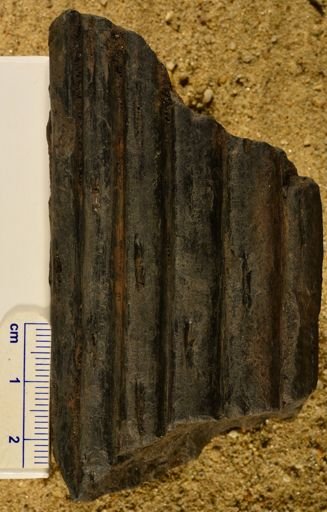 Syringodendron sp.